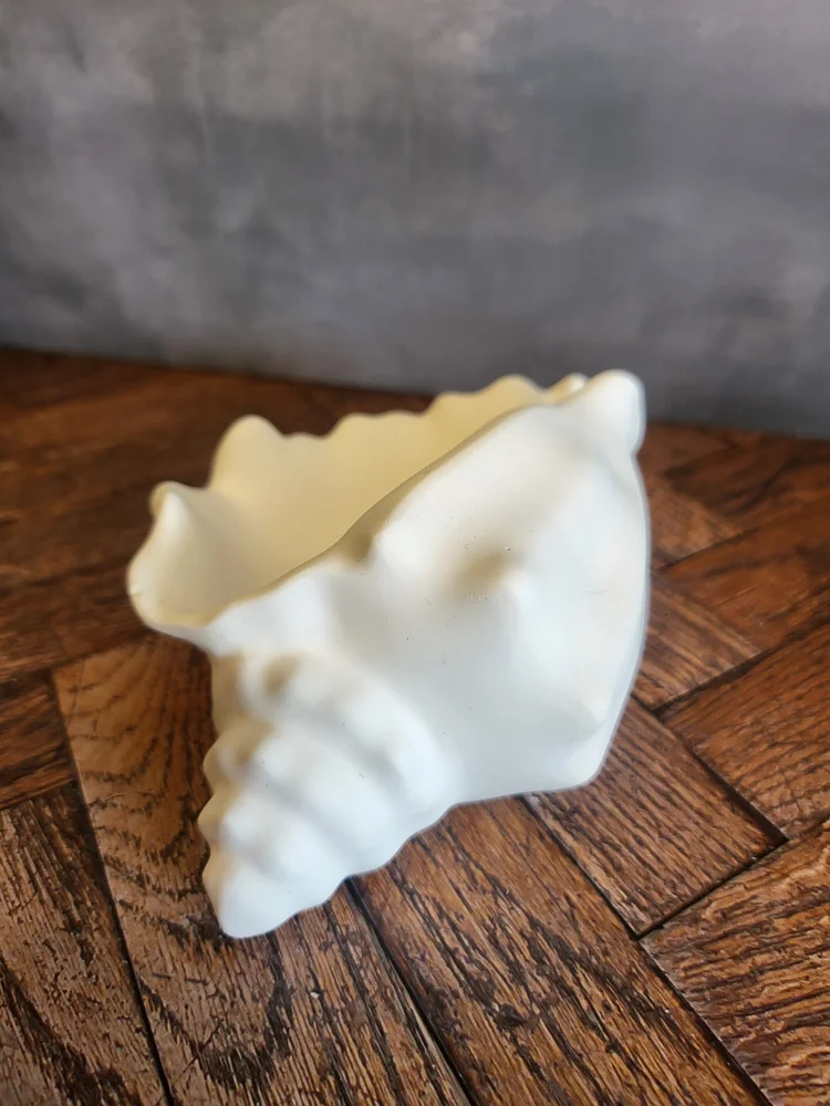 Conch Shell